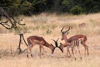 Krüger-Nationalpark &ndash; &copy; Astrid Kunath (Eberhardt TRAVEL)