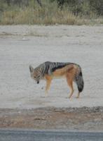 10_Etopha Nationalpark (5) &ndash; &copy; Isabel Schirmer (Eberhardt TRAVEL)