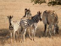 10_Etopha Nationalpark (7) &ndash; &copy; Isabel Schirmer (Eberhardt TRAVEL)
