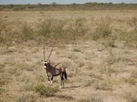 11_Tiere im Etosha Nationalpark (2) &ndash; &copy; Isabel Schirmer (Eberhardt TRAVEL)