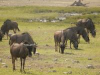 11_Tiere im Etosha Nationalpark (6) &ndash; &copy; Isabel Schirmer (Eberhardt TRAVEL)