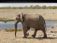 11_Tiere im Etosha Nationalpark (7) &ndash; &copy; Isabel Schirmer (Eberhardt TRAVEL)