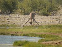 11_Tiere im Etosha Nationalpark (9) &ndash; &copy; Isabel Schirmer (Eberhardt TRAVEL)