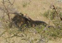 12_Tiere im Etosha Nationalpark (2) &ndash; &copy; Isabel Schirmer (Eberhardt TRAVEL)