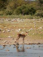 12_Tiere im Etosha Nationalpark (7) &ndash; &copy; Isabel Schirmer (Eberhardt TRAVEL)