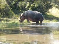 14_Safari im Boot und Jeep (6) &ndash; &copy; Isabel Schirmer (Eberhardt TRAVEL)