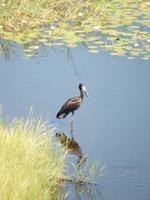 16_Weiterfahrt in den Chobe Nationalpark (4) &ndash; &copy; Isabel Schirmer (Eberhardt TRAVEL)