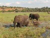 17_Botswana Chobe Nationalpark (12) &ndash; &copy; Isabel Schirmer (Eberhardt TRAVEL)