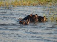 17_Botswana Chobe Nationalpark (15) &ndash; &copy; Isabel Schirmer (Eberhardt TRAVEL)