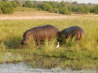 17_Botswana Chobe Nationalpark (16) &ndash; &copy; Isabel Schirmer (Eberhardt TRAVEL)