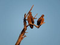 17_Botswana Chobe Nationalpark (3) &ndash; &copy; Isabel Schirmer (Eberhardt TRAVEL)