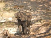 17_Botswana Chobe Nationalpark (7) &ndash; &copy; Isabel Schirmer (Eberhardt TRAVEL)