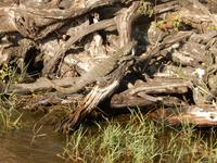 17_Botswana Chobe Nationalpark (9) &ndash; &copy; Isabel Schirmer (Eberhardt TRAVEL)