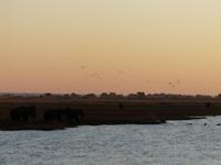 Fahrt auf dem Chobe &ndash; &copy; Anne Sturm (Eberhardt TRAVEL)