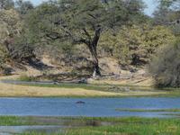 Hippo in Sicht! &ndash; &copy; Anne Sturm (Eberhardt TRAVEL)