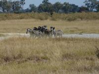 Zebraherde &ndash; &copy; Anne Sturm (Eberhardt TRAVEL)