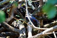 Eisvogel &ndash; &copy; Annett Müller (Eberhardt TRAVEL)