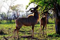 Kudu &ndash; &copy; Annett Müller (Eberhardt TRAVEL)