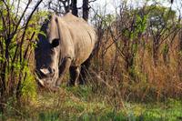 Breitmaulnashorn &ndash; &copy; Annett Müller (Eberhardt TRAVEL)