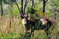 Wasserbock &ndash; &copy; Annett Müller (Eberhardt TRAVEL)