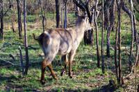 Wasserbock &ndash; &copy; Annett Müller (Eberhardt TRAVEL)