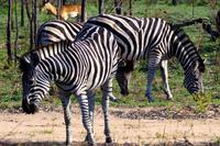 Zebras &ndash; &copy; Annett Müller (Eberhardt TRAVEL)