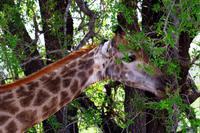 Giraffe &ndash; &copy; Annett Müller (Eberhardt TRAVEL)