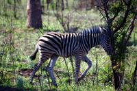 Babyzebra &ndash; &copy; Annett Müller (Eberhardt TRAVEL)