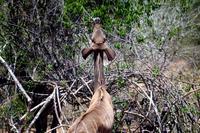 Kudu &ndash; &copy; Annett Müller (Eberhardt TRAVEL)