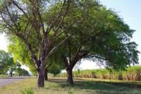 Marulabaum Allee &ndash; &copy; Annett Müller (Eberhardt TRAVEL)