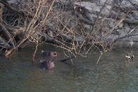 Sundowner Cruise - Hippos &ndash; &copy; Annett Müller (Eberhardt TRAVEL)