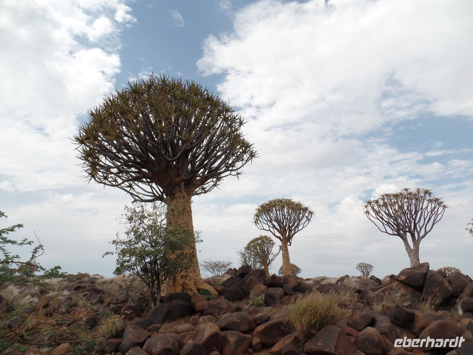 Singlereise Namibia – Köcherbaumwald bei Keetmanshoop &ndash; &copy; Franziska Bergmann (Eberhardt TRAVEL)