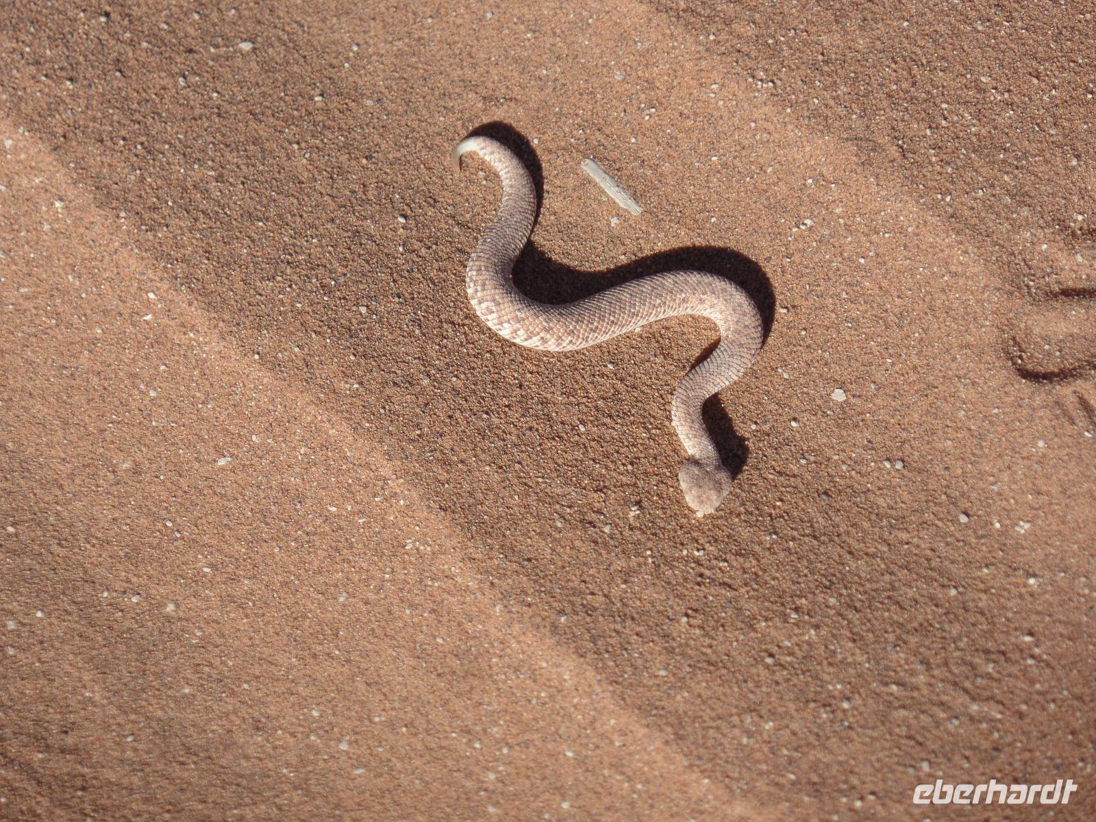 Singlereise Namibia – Sidewinder in der Namib Wüste &ndash; &copy; Franziska Bergmann (Eberhardt TRAVEL)