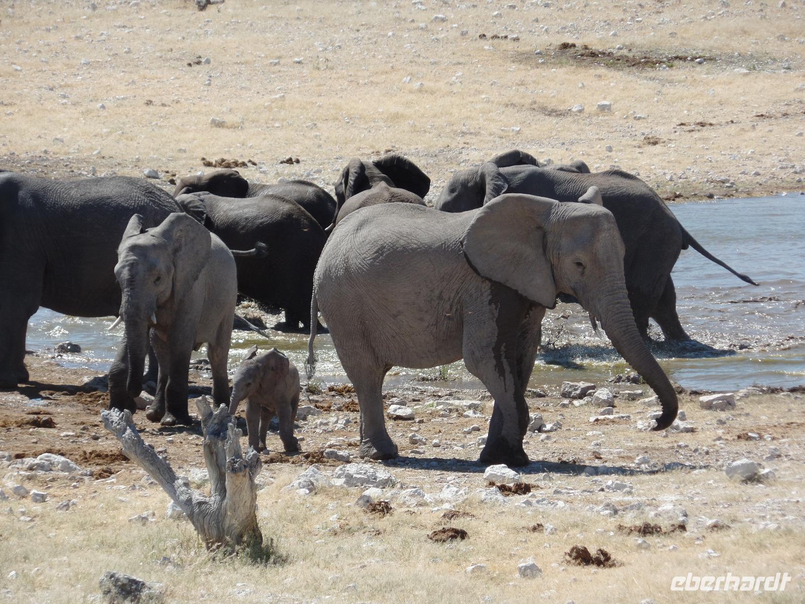 Singlereise Namibia – Etosha Nationalpark &ndash; &copy; Franziska Bergmann (Eberhardt TRAVEL)