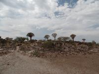 Singlereise Namibia – Köcherbaumwald bei Keetmanshoop &ndash; &copy; Franziska Bergmann (Eberhardt TRAVEL)