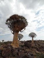 Singlereise Namibia – Köcherbaumwald bei Keetmanshoop &ndash; &copy; Franziska Bergmann (Eberhardt TRAVEL)