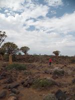 Singlereise Namibia – Köcherbaumwald bei Keetmanshoop &ndash; &copy; Franziska Bergmann (Eberhardt TRAVEL)
