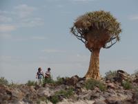 Singlereise Namibia – Köcherbaumwald bei Keetmanshoop &ndash; &copy; Franziska Bergmann (Eberhardt TRAVEL)