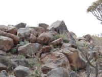 Singlereise Namibia – Klippschliefer im Köcherbaumwald &ndash; &copy; Franziska Bergmann (Eberhardt TRAVEL)