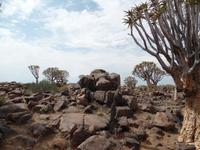 Singlereise Namibia – Köcherbaumwald bei Keetmanshoop &ndash; &copy; Franziska Bergmann (Eberhardt TRAVEL)