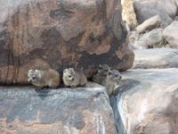 Singlereise Namibia – Klippschliefer im Köcherbaumwald &ndash; &copy; Franziska Bergmann (Eberhardt TRAVEL)