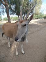Singlereise Namibia – Kuhantilopen bei Keetmanshoop &ndash; &copy; Franziska Bergmann (Eberhardt TRAVEL)