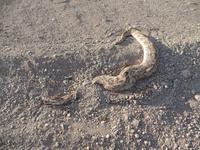 Singlereise Namibia – Puffnatter &ndash; &copy; Franziska Bergmann (Eberhardt TRAVEL)