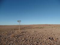 Singlereise Namibia – Köcherbaum am Fish River Canyon &ndash; &copy; Franziska Bergmann (Eberhardt TRAVEL)