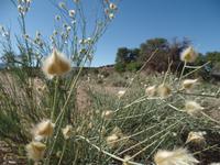 Singlereise Namibia &ndash; &copy; Franziska Bergmann (Eberhardt TRAVEL)