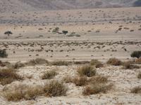 Singlereise Namibia – Wildpferde &ndash; &copy; Franziska Bergmann (Eberhardt TRAVEL)