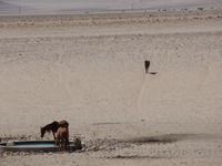 Singlereise Namibia – Garub-Wasserloch für Wildpferde &ndash; &copy; Franziska Bergmann (Eberhardt TRAVEL)