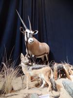Singlereise Namibia – Kolmanskop &ndash; &copy; Franziska Bergmann (Eberhardt TRAVEL)
