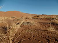 Singlereise Namibia – Namib Wüste &ndash; &copy; Franziska Bergmann (Eberhardt TRAVEL)