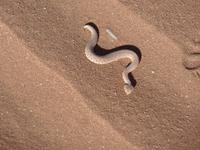 Singlereise Namibia – Sidewinder in der Namib Wüste &ndash; &copy; Franziska Bergmann (Eberhardt TRAVEL)